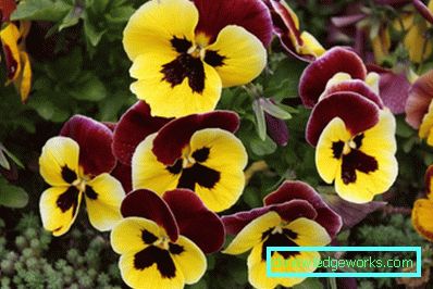 272-Viola Flowers (bratki)