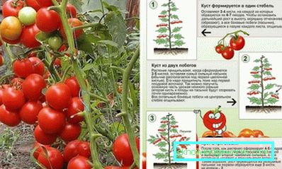 109-Jak uszczypnąć pomidory