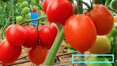55 Pomidor budenovka