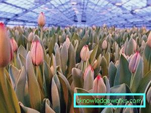 191-tulipany w szklarni na 8 marca