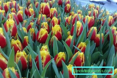 191-tulipany w szklarni na 8 marca